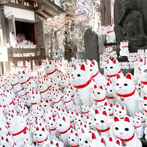 豪徳寺の招福猫児